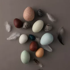 Moon Picnic Vogeleieren - 12st -Kinderspeelgoed moon picnic mandje met vogeleieren 4 2