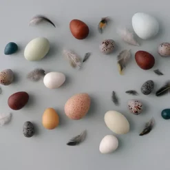 Moon Picnic Vogeleieren - 12st -Kinderspeelgoed moon picnic vogeleieren 12st 5