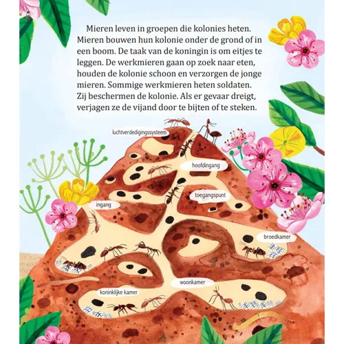 Uitgeverij Rubinstein Mijn Gouden Boekje Over Insecten 8 Uitgeverij Rubinstein Mijn Gouden Boekje Over Insecten - Afbeelding 6